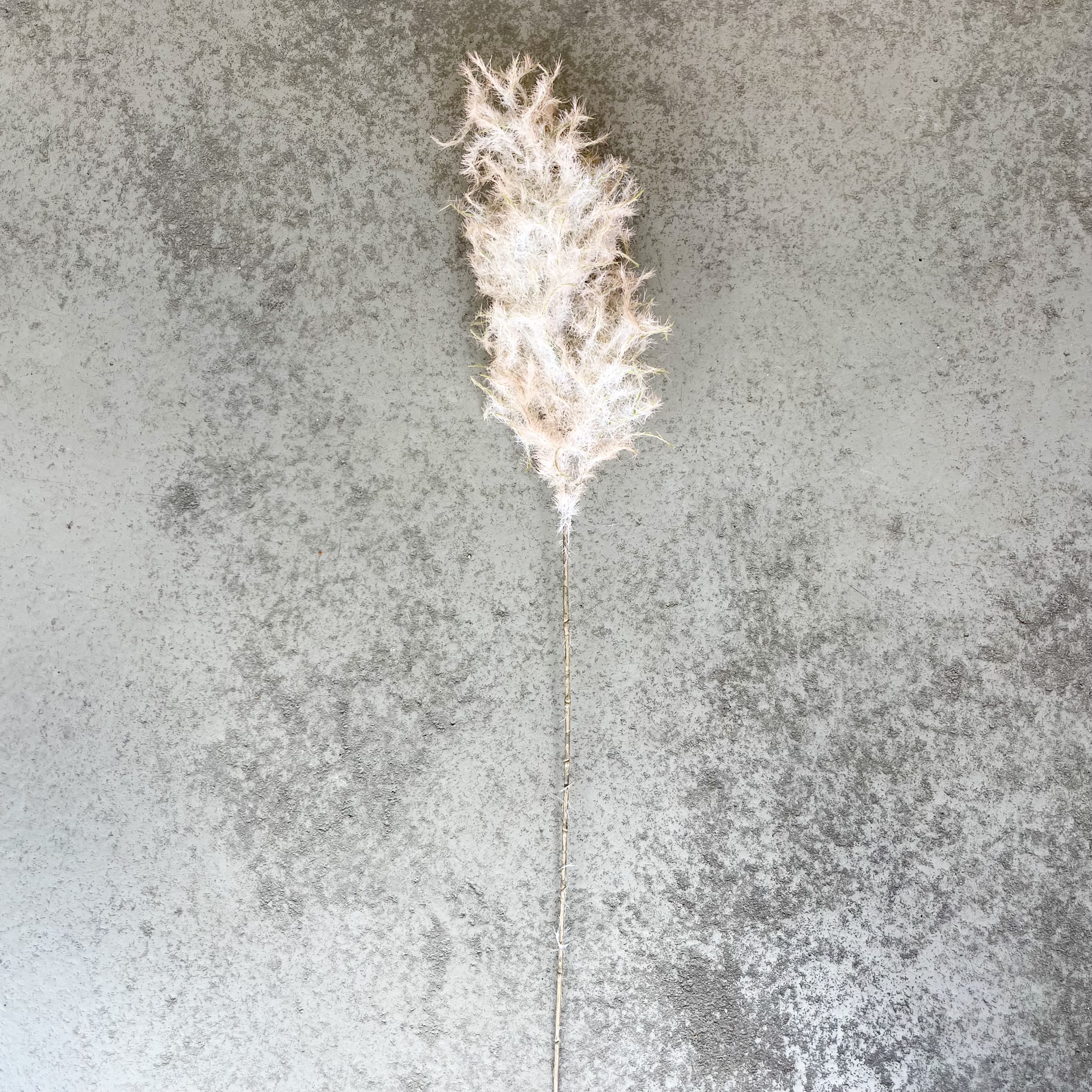 Perückenstrauch Zweig "Pia"L80cm, Altrose